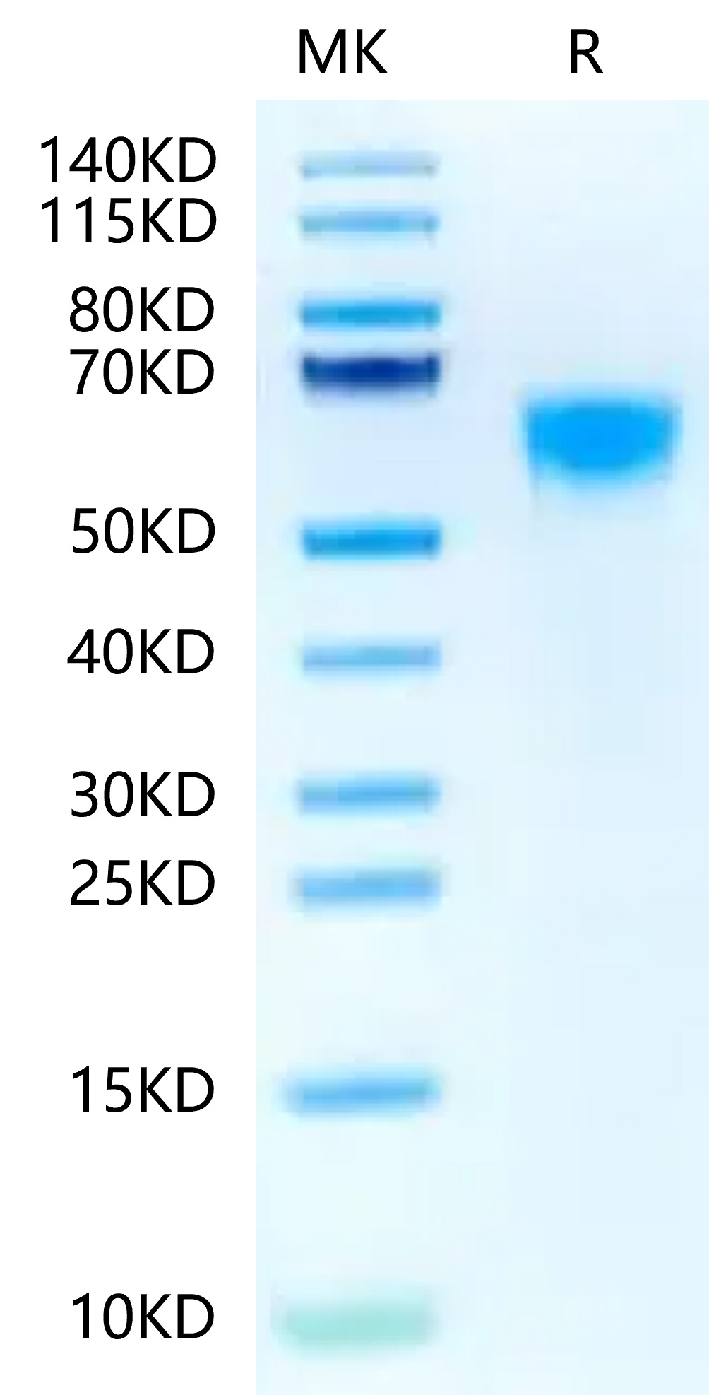 Biotinylated Recombinant Human IL-3RA/CD123 Protein