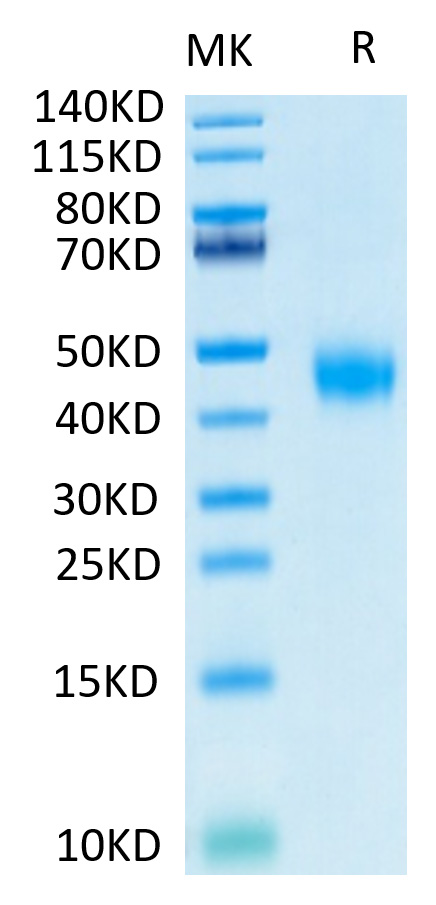 Biotinylated Recombinant Human IL-2 R beta/CD122 Protein