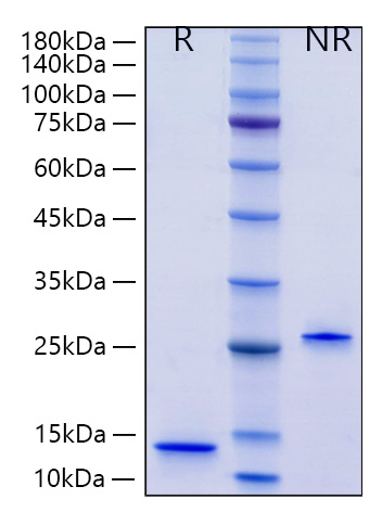 Recombinant Human Mature TGF-beta 2 Protein