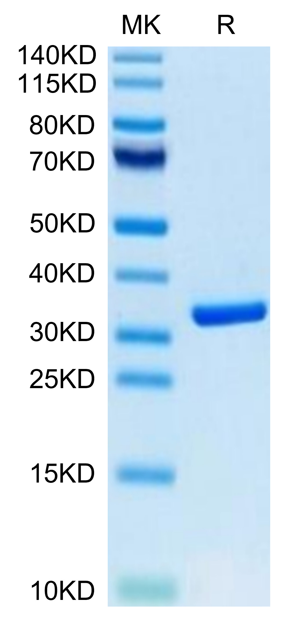 Biotinylated Recombinant Human HMGB1 Protein (Primary Amine Labeling)