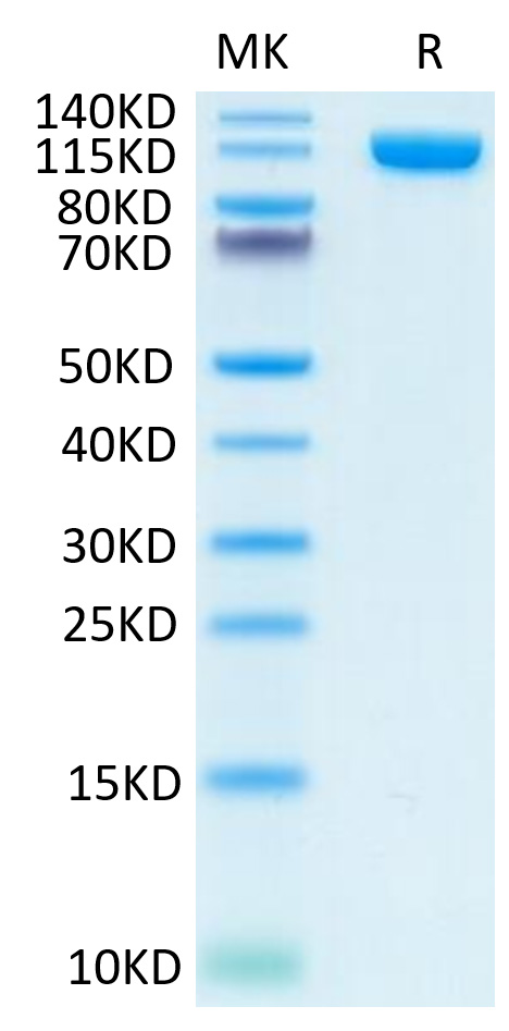 Recombinant Human PSMA/FOLH1 Protein