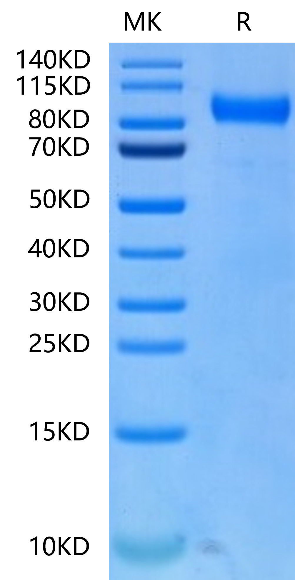 Biotinylated Recombinant Human FLT-3/FLK-2/CD135 Protein