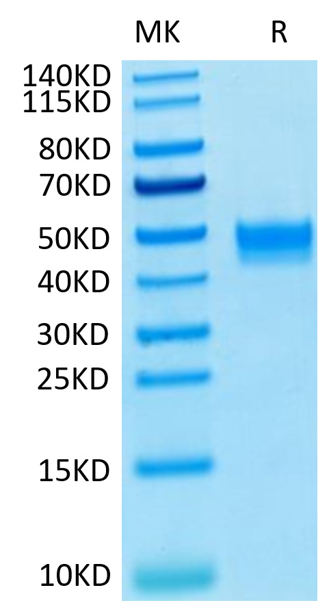 Recombinant Human FGFR-3 beta (IIIb)/CD333 Protein