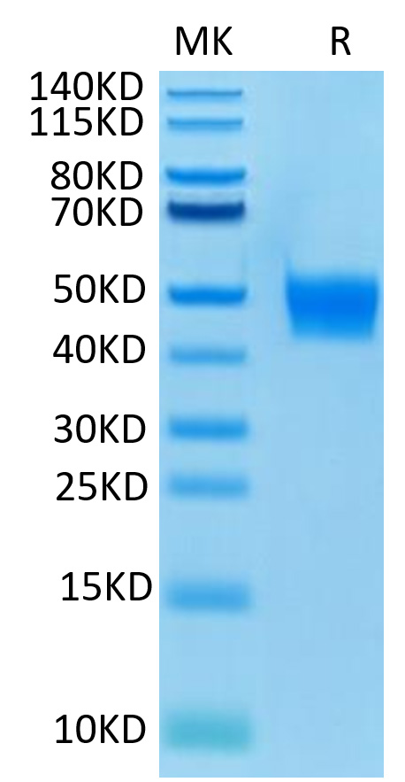 Biotinylated Recombinant Human FGFR-3 beta (IIIb)/CD333 Protein