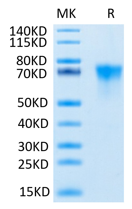 Recombinant Human FGFR-3 alpha (IIIb)/CD333 Protein