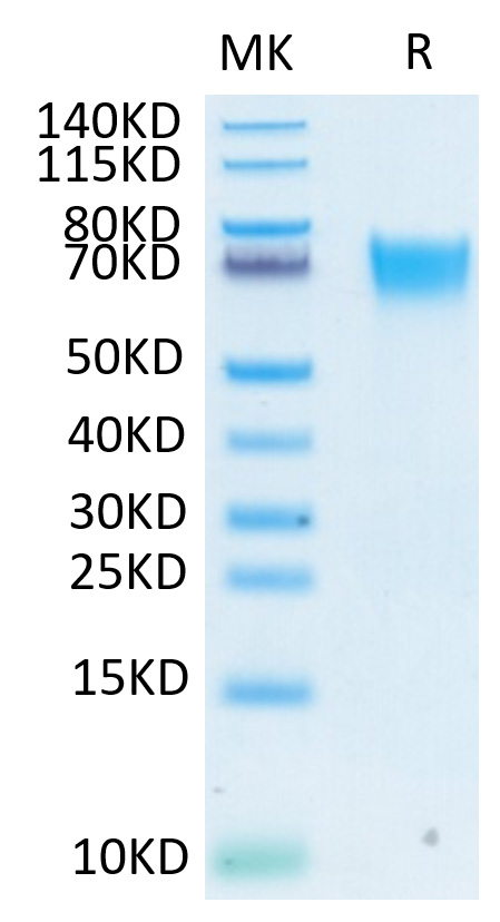 Biotinylated Recombinant Human FGFR-3 alpha (IIIb)/CD333 Protein