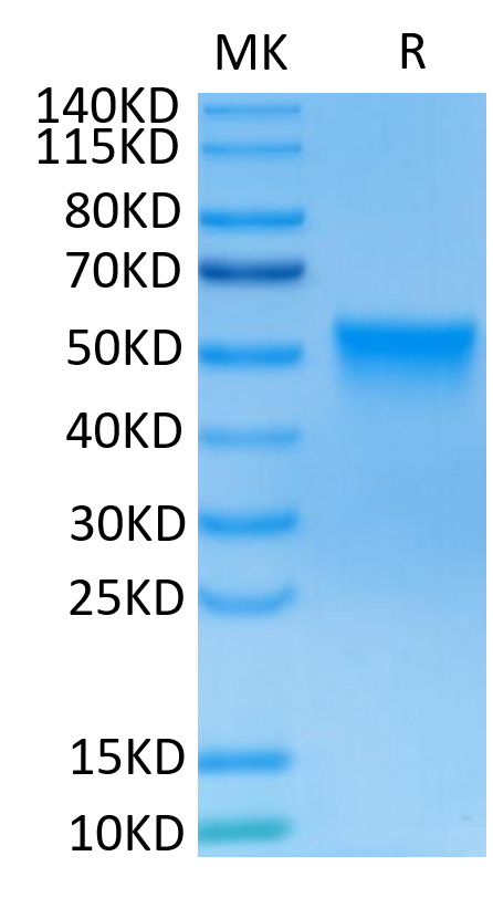 Recombinant Human FGFR-3 beta (IIIc)/CD333 Protein