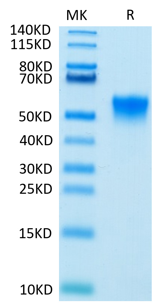 Biotinylated Recombinant Human FGFR-3 beta (IIIc)/CD333 Protein