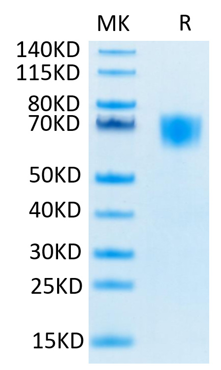 Biotinylated Recombinant Human FGFR-3 alpha (IIIc)/CD333 Protein