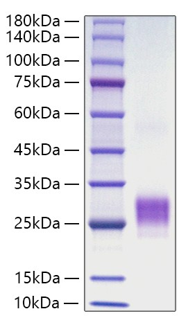 Recombinant Human TNFSF4/OX40 ligand/CD252 Protein