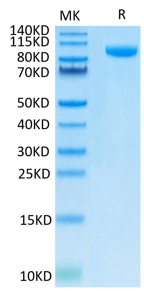 Recombinant Human B7-H3 (4Ig)/B7-H3b/CD276 Protein