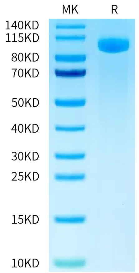 FITC-Labeled Recombinant Human B7-H3 (4Ig)/B7-H3b/CD276 Protein