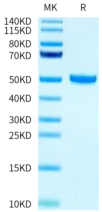 Biotinylated Recombinant Human FcRn/FCGRT&B2M Protein