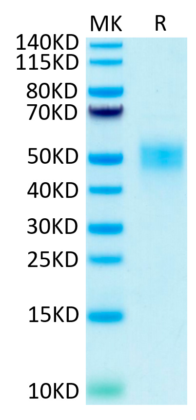 Biotinylated Recombinant Human Fc-gamma RIII beta/FCGR3B/CD16b Protein