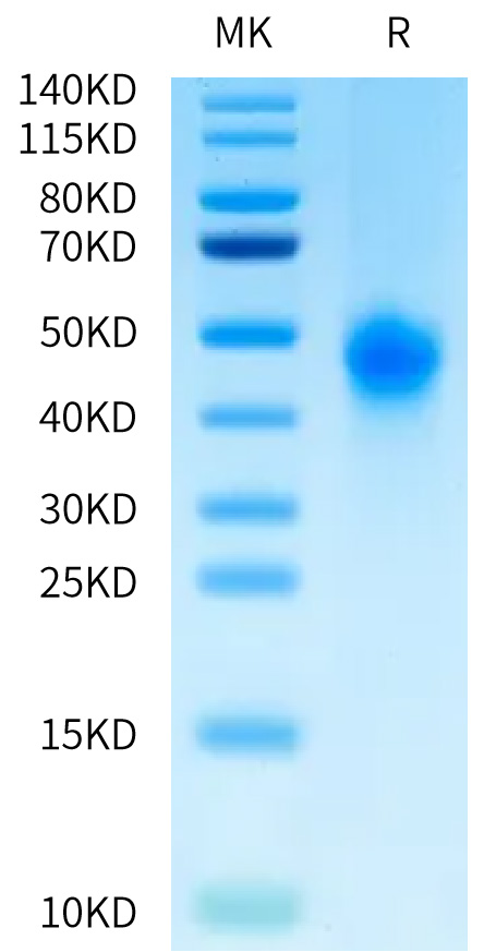 Biotinylated Recombinant Human Fc-gamma RIII beta/FCGR3B/CD16b (S36R, N82D, I106V) Protein