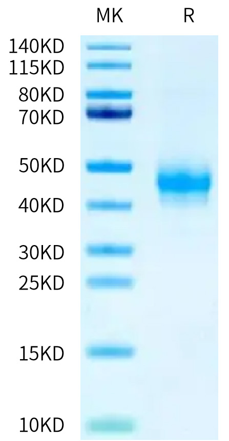 Recombinant Human Fc-gamma RIII alpha/FCGR3A/CD16a (F176V) (107-189) Protein