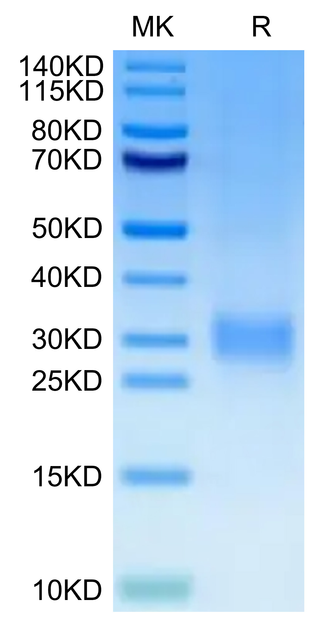 Recombinant Human CD24 Protein