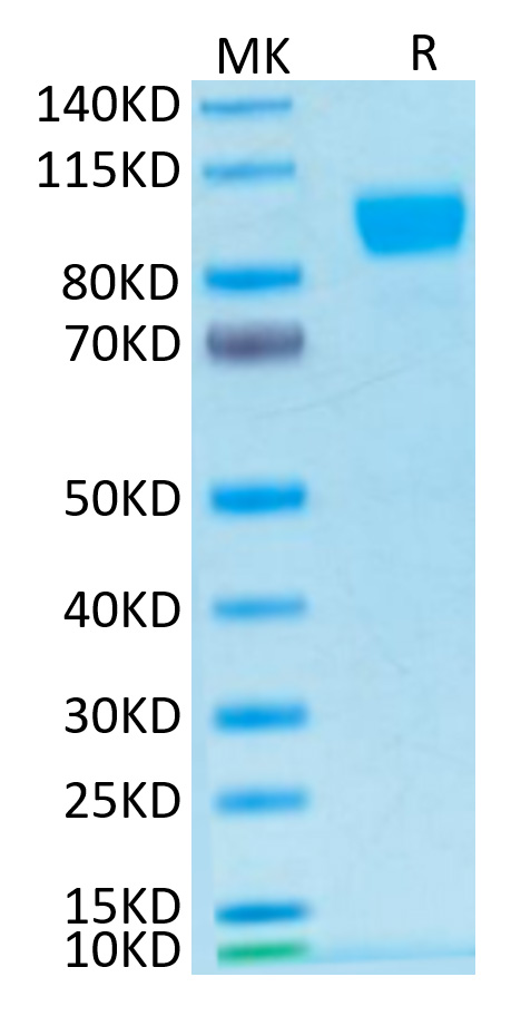 Biotinylated Recombinant Human ErbB-2/HER2/CD340 Protein