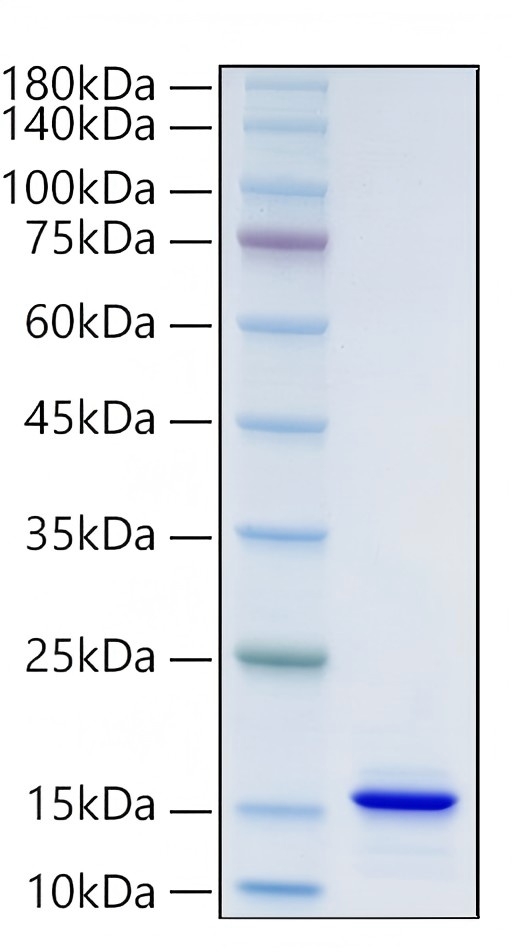 Recombinant Human Neurotrophin-3/NGF-2/NT-3 Protein