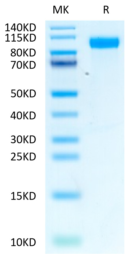 Biotinylated Recombinant Human HER1/ERBB1/EGFR Protein