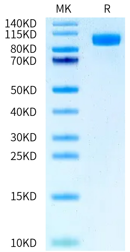 FITC-Labeled Recombinant Human HER1/ERBB1/EGFR Protein