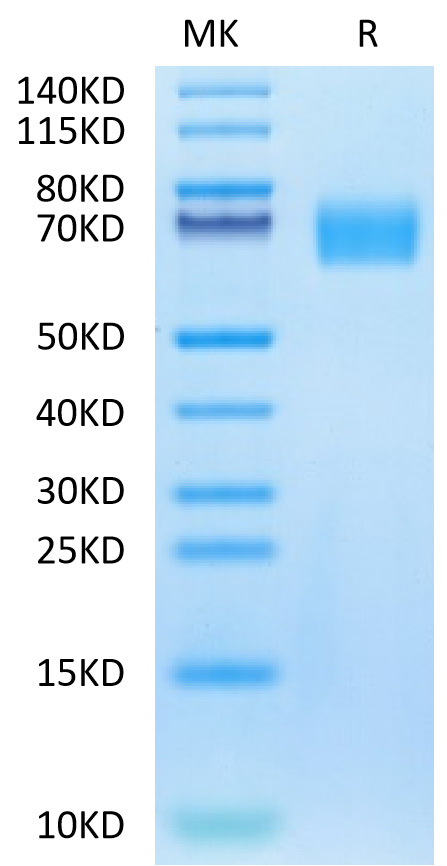 Biotinylated Recombinant Human HER1/ERBB1/EGFR (25-378) Protein