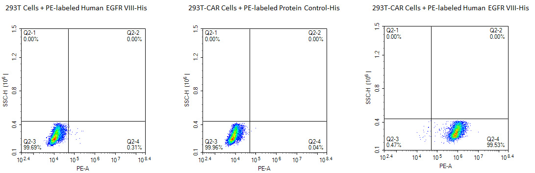 PE-Labeled Recombinant Human HER1/ERBB1/EGFR (25-378) Protein