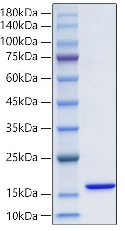 Recombinant Human FABP3/H-FABP Protein