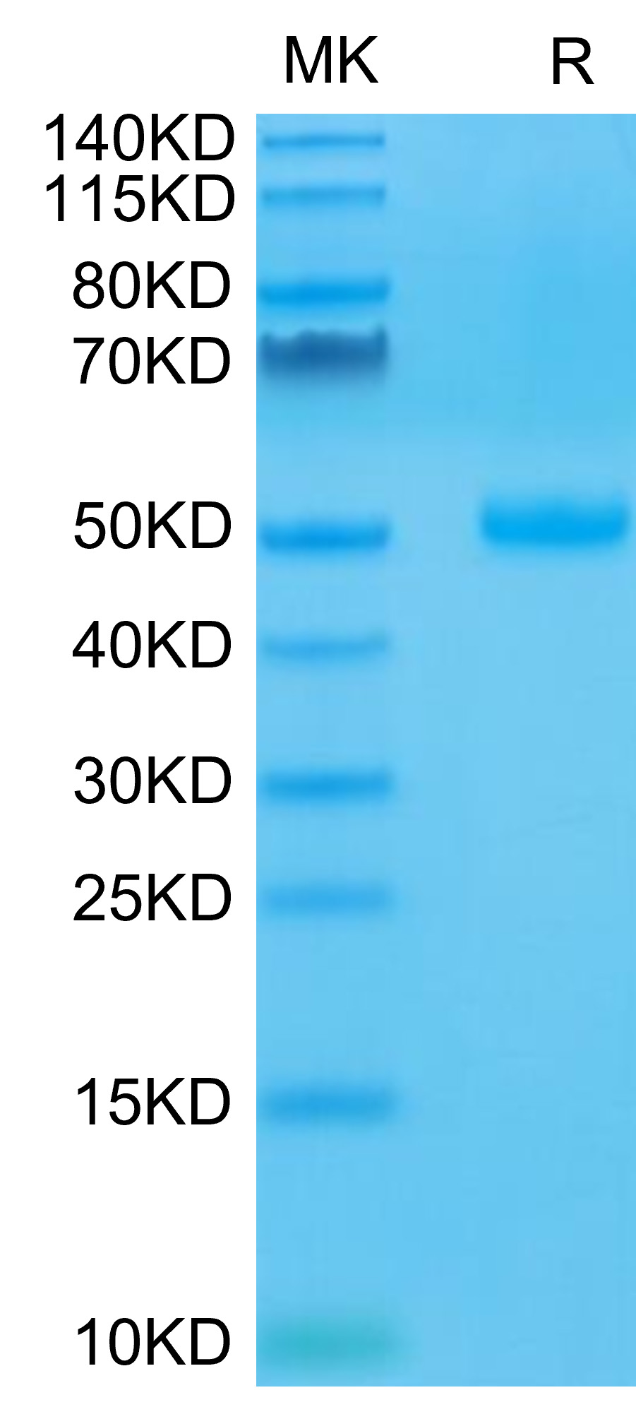 Recombinant Human CTLA-4/CD152 Protein