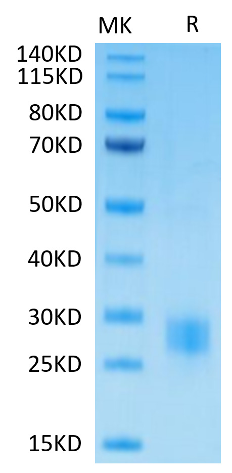 Biotinylated Recombinant Human CTLA-4/CD152 Protein