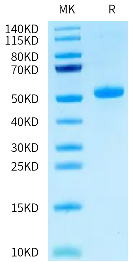 Recombinant Human CEACAM3/CD66d Protein