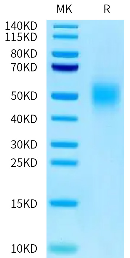 Recombinant Human CEACAM5/CEA/CD66e (323-500) Protein