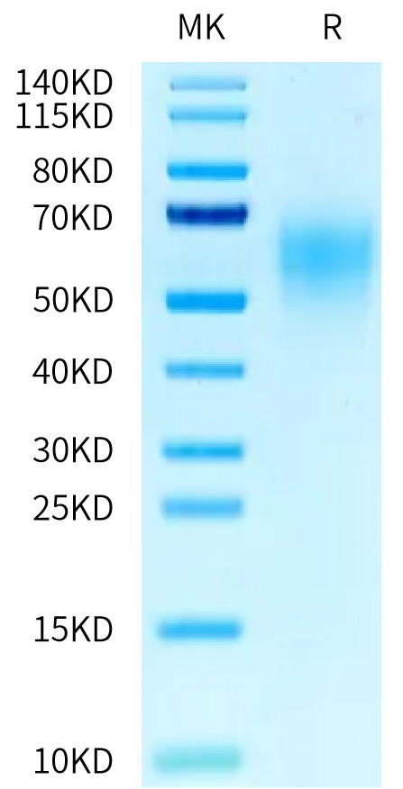 Recombinant Human CEACAM5/CEA/CD66e (501-685) Protein