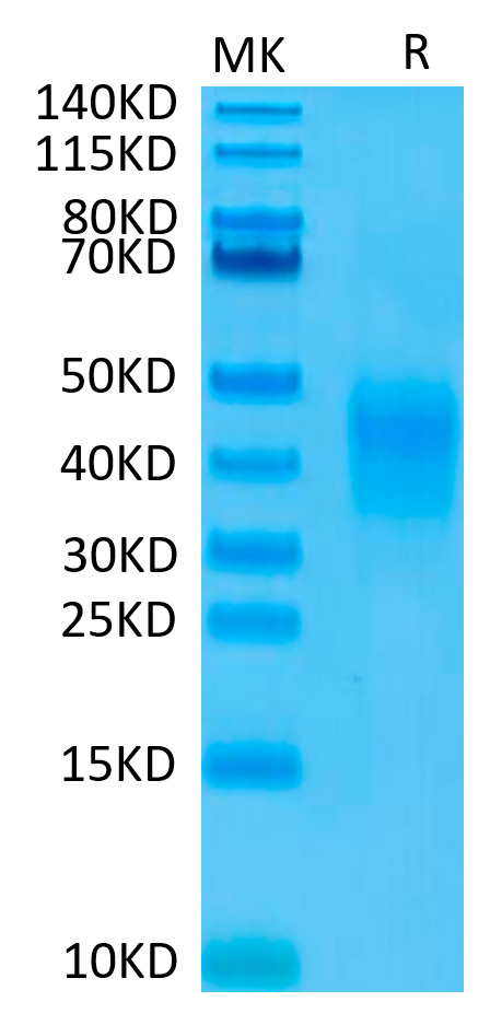 Biotinylated Recombinant Human B29/CD79B Protein