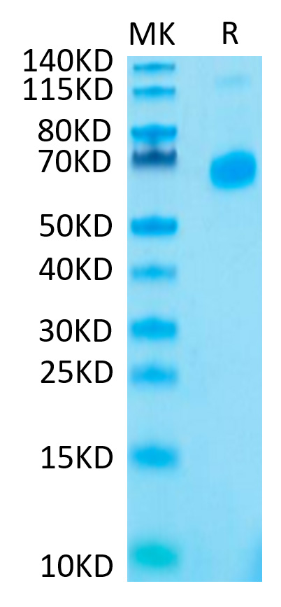 Recombinant Human TNFSF7/CD27 Ligand/CD70 Trimer Protein