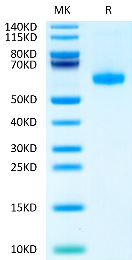 Biotinylated Recombinant Human TNFSF7/CD27 Ligand/CD70 Trimer Protein (Primary Amine Labeling)