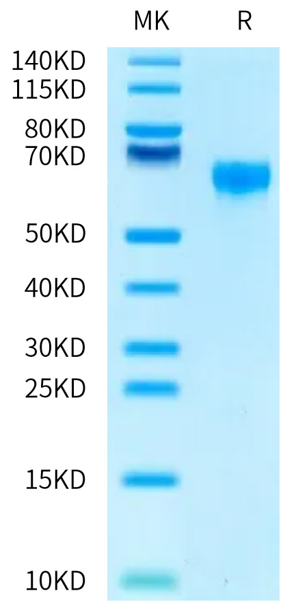 Biotinylated Recombinant Human CD47 Protein