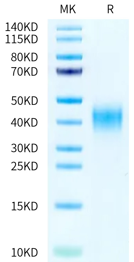 Recombinant Human CD47 Protein