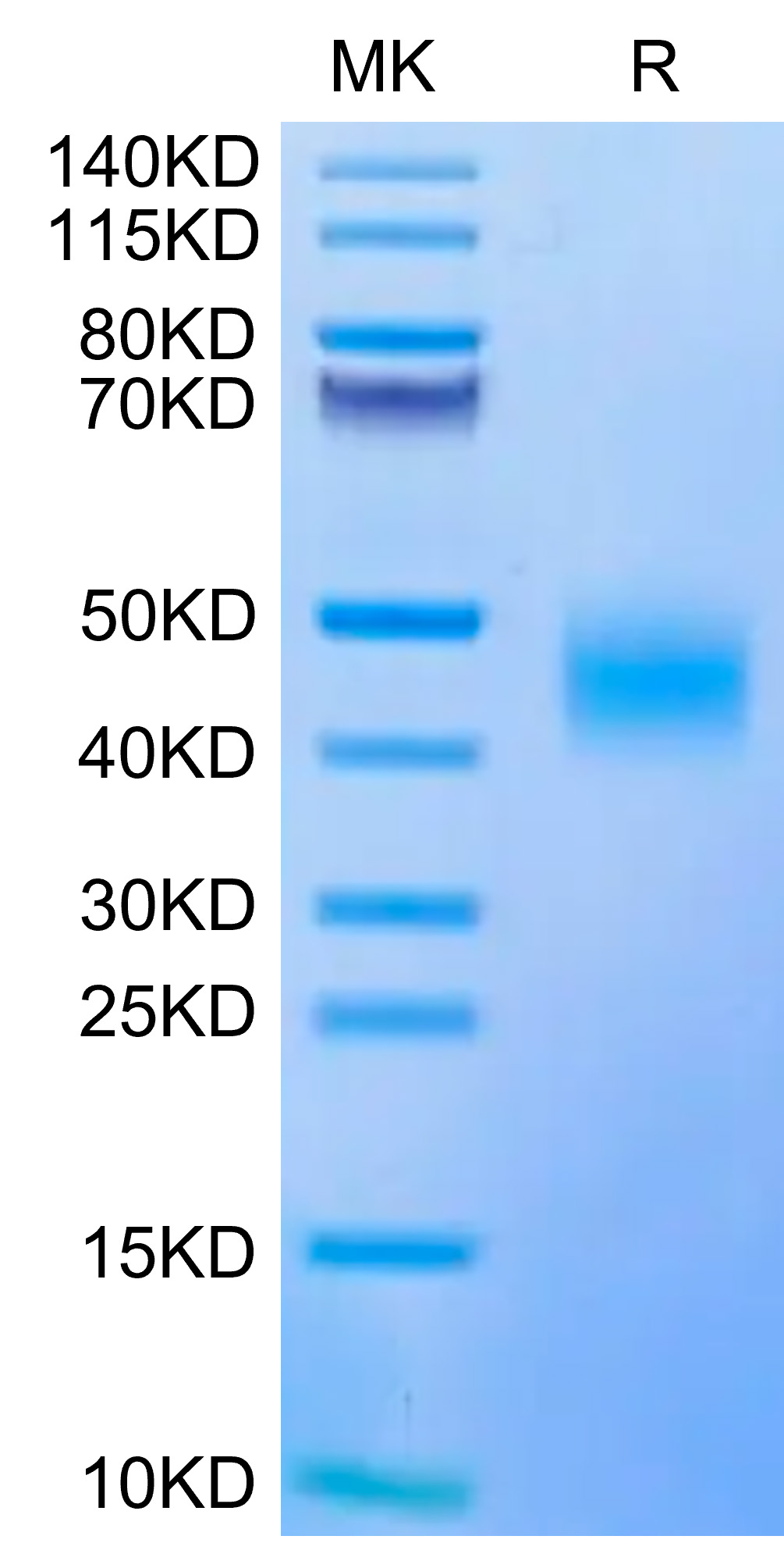 Biotinylated Recombinant Human CD47 Protein