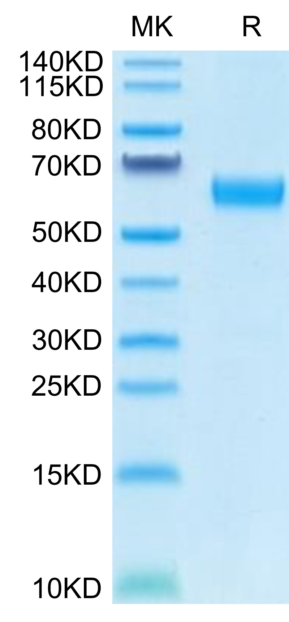 Recombinant Human CD47 Protein