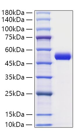 Recombinant Human Serpin E1/PAI-1 Protein