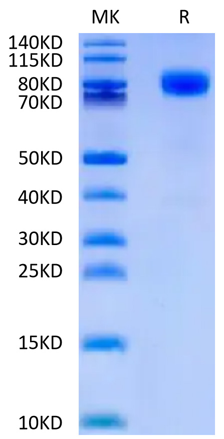 Recombinant Human CD44 Protein