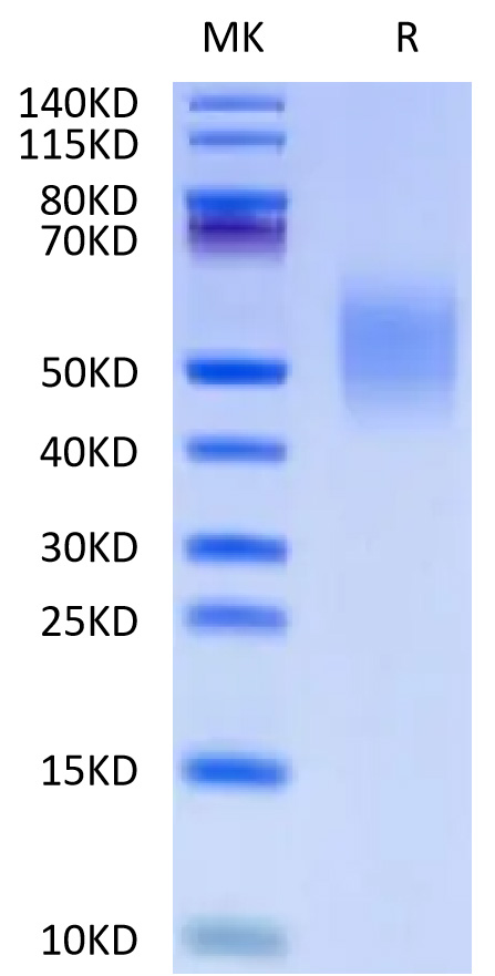 Recombinant Human CD44 Protein