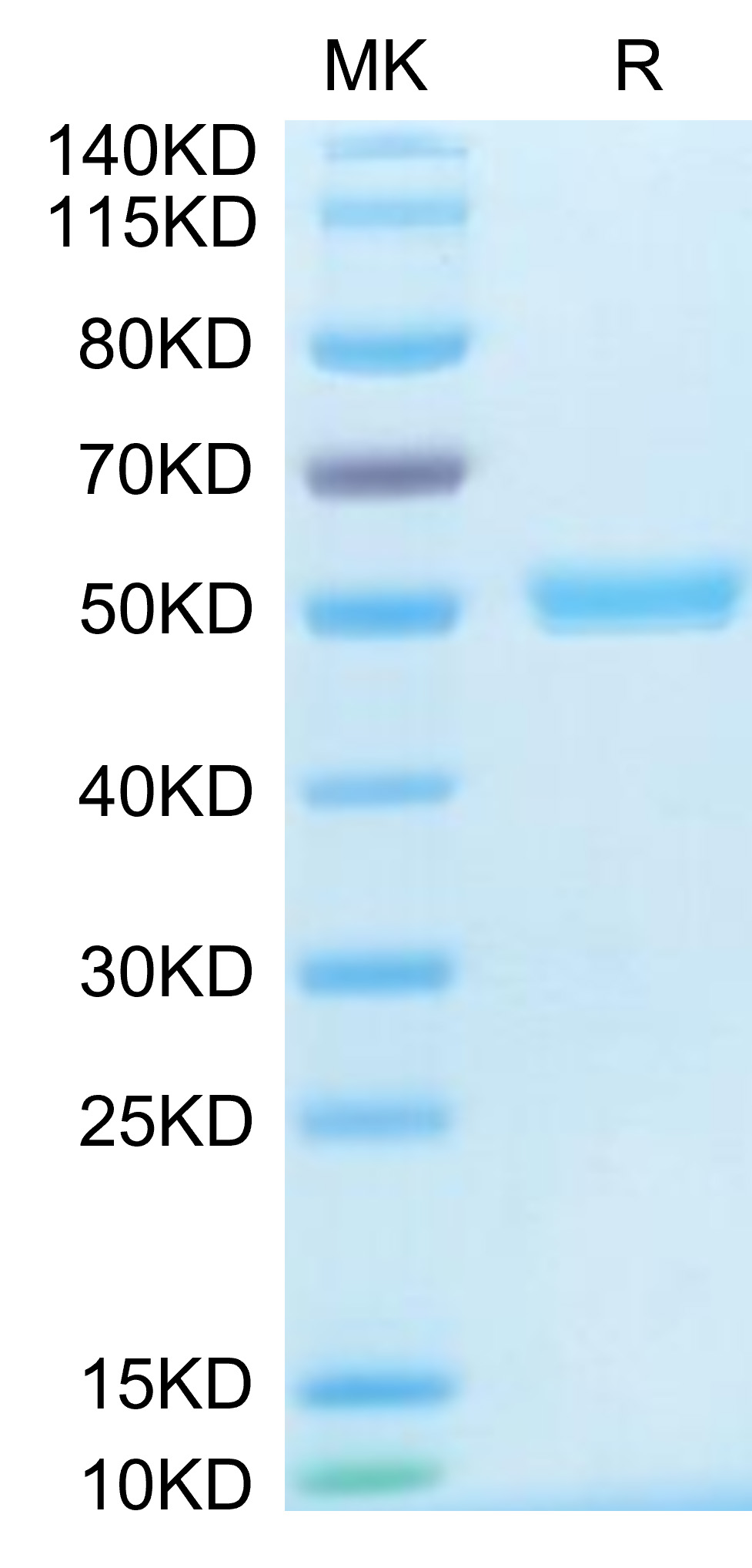 Recombinant Human CD40 Ligand/TNFSF5 Trimer Protein