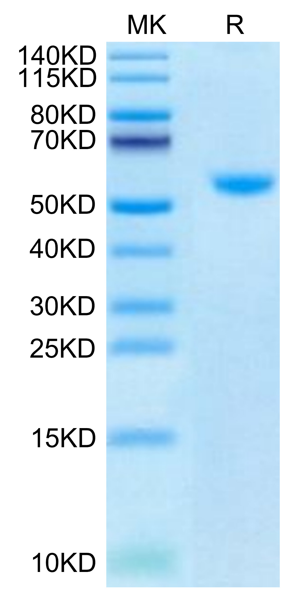 Biotinylated Recombinant Human TNFSF5/CD40 Ligand/CD154 Trimer Protein (Primary Amine Labeling)