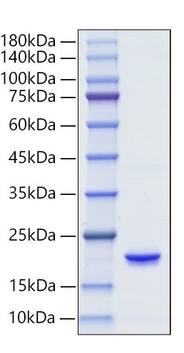 Recombinant Human IFN-alpha 6 Protein