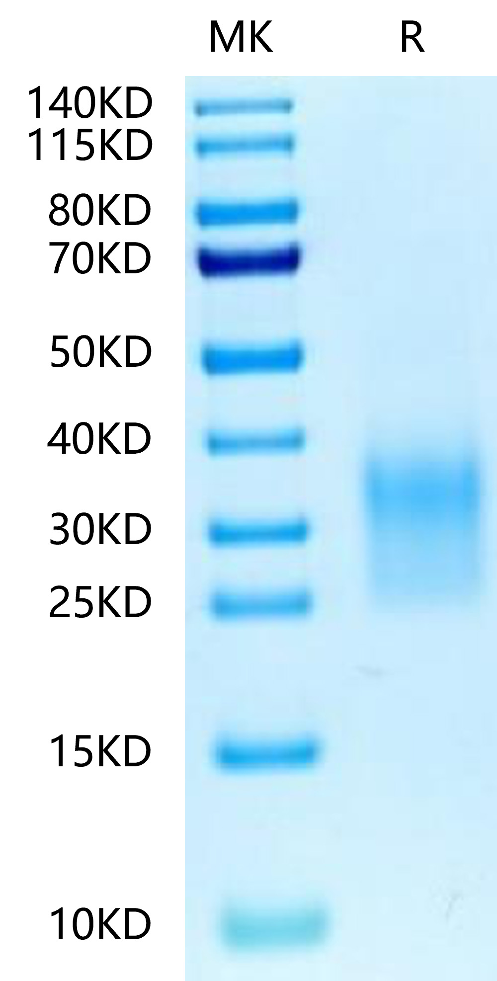 Biotinylated Recombinant Human CD24 Protein