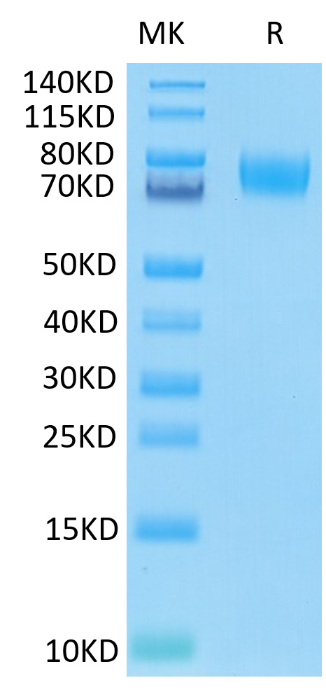 Recombinant Human B7-H3 (4Ig)/B7-H3b/CD276 Protein