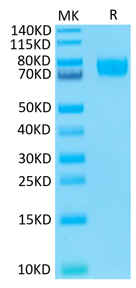 Biotinylated Recombinant Human B7-H3 (4Ig)/B7-H3b/CD276 Protein