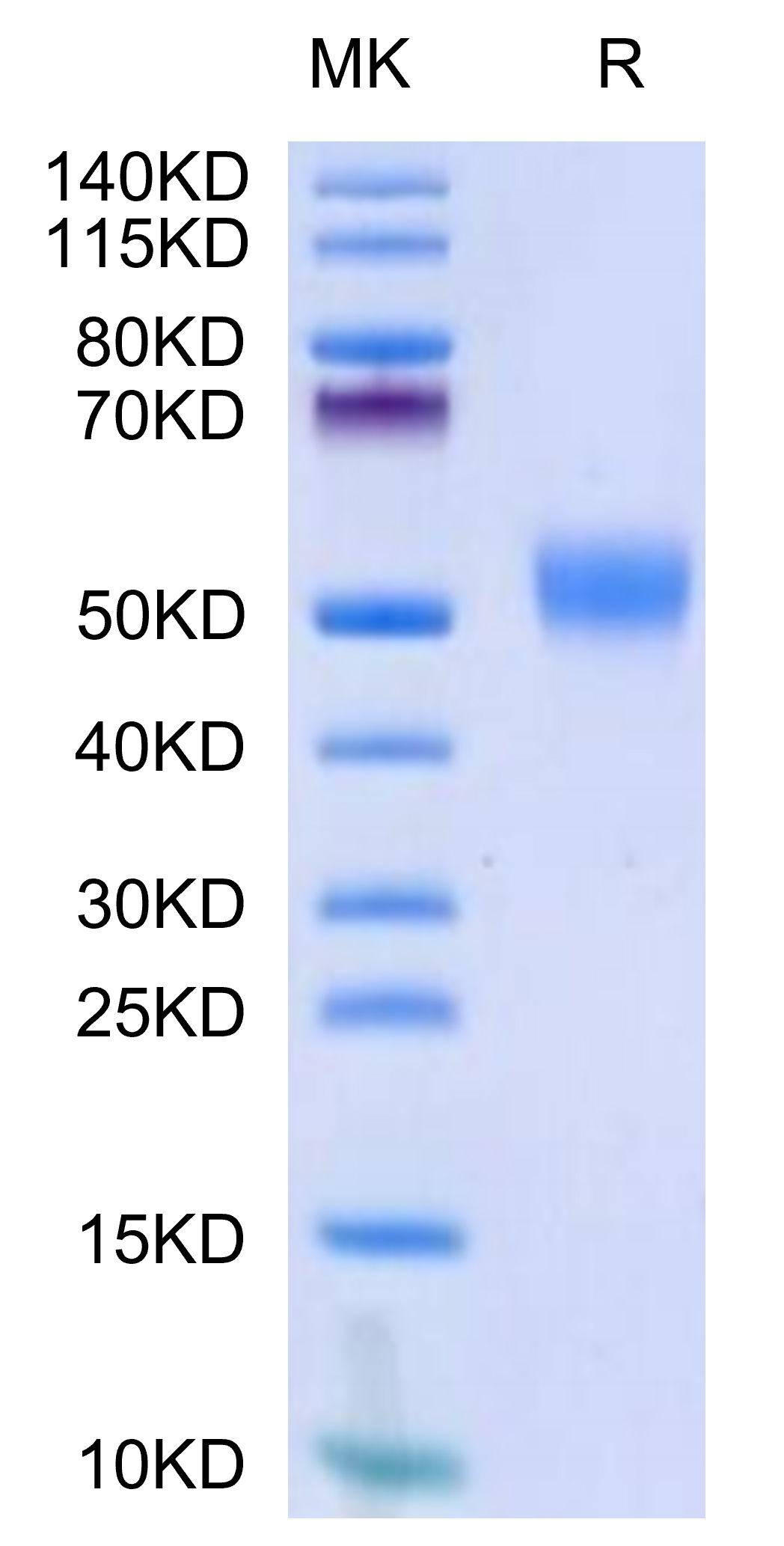 Biotinylated Recombinant Human CD24 Protein (Primary Amine Labeling)